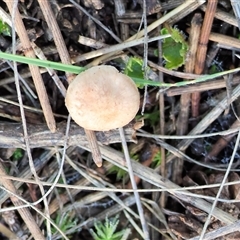 Unverified Fungus at Balldale, NSW - Yesterday by KylieWaldon