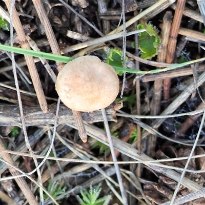 Unverified Fungus at Balldale, NSW - Yesterday by KylieWaldon
