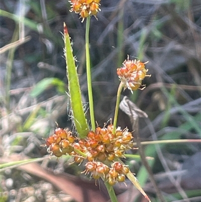 Luzula flaccida (Pale Woodrush) at Nanima, NSW - 26 Oct 2024 by JaneR
