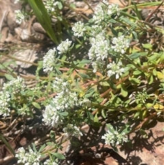 Poranthera microphylla (Small Poranthera) at Nanima, NSW - 26 Oct 2024 by JaneR