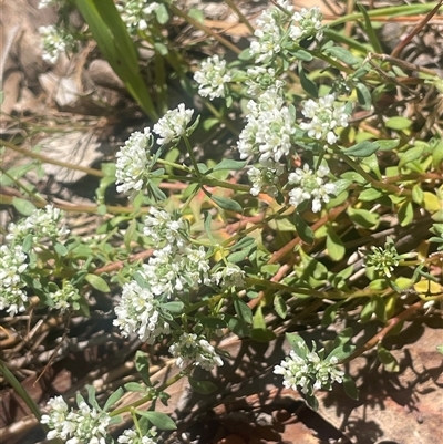 Poranthera microphylla (Small Poranthera) at Nanima, NSW - 26 Oct 2024 by JaneR