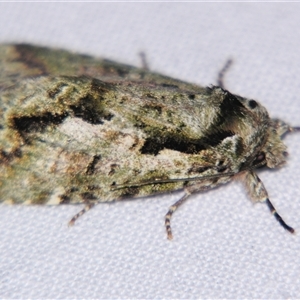 Unverified Noctuoid moth (except Arctiinae) at Abergowrie, QLD - 20 Oct 2008 by PJH123