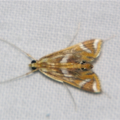 Unverified Pyralid or Snout Moth (Pyralidae & Crambidae) at Abergowrie, QLD - 20 Oct 2008 by PJH123