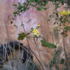 Cochlospermum fraseri (Yellow Kapok) at Nitmiluk, NT - Today by JimL
