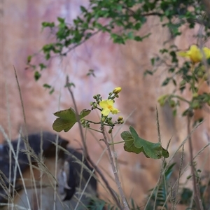 Cochlospermum fraseri at Nitmiluk, NT - 30 Jun 2025 09:33 AM