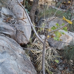 Cochlospermum fraseri at Nitmiluk, NT - 30 Jun 2025 09:33 AM