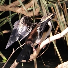 Anhinga novaehollandiae (Australasian Darter) at Nitmiluk, NT - Today by JimL