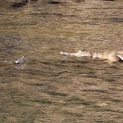 Crocodylus johnstoni at Nitmiluk, NT - suppressed