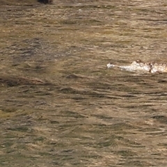 Crocodylus johnstoni at Nitmiluk, NT - suppressed