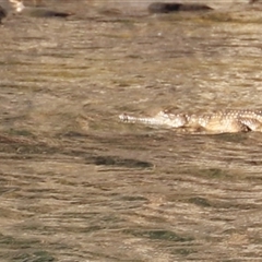 Crocodylus johnstoni at Nitmiluk, NT - suppressed