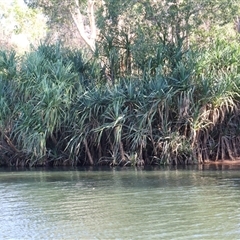 Pandanus aquaticus at Nitmiluk, NT - Yesterday 09:57 AM