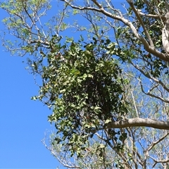 Unverified Mistletoes at Charles Darwin, NT - 27 Jun 2025 by JimL