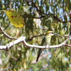 Merops ornatus by JimL