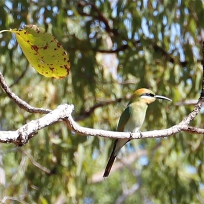 Merops ornatus by JimL