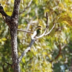 Merops ornatus at Charles Darwin, NT - suppressed