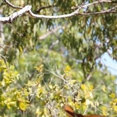 Merops ornatus at Charles Darwin, NT - suppressed