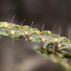 Acacia paradoxa at Burra, NSW - Yesterday by AlisonMilton