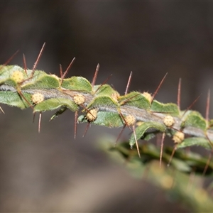 Acacia paradoxa (Kangaroo Thorn) at Burra, NSW - 29 Jun 2025 by AlisonMilton