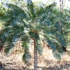 Unverified Cycads by JimL