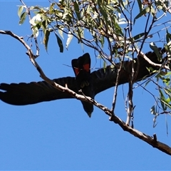 Calyptorhynchus banksii banksii by JimL