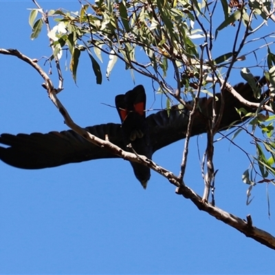 Calyptorhynchus banksii banksii by JimL