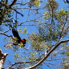 Calyptorhynchus banksii banksii at Charles Darwin, NT - suppressed