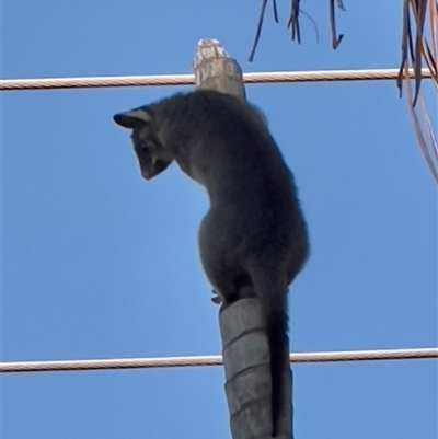 Trichosurus vulpecula at Holtze, NT - 28 Jun 2025 by JimL