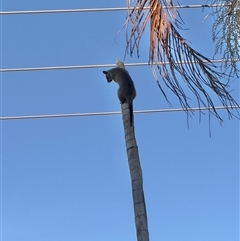 Trichosurus vulpecula at Holtze, NT - 28 Jun 2025 09:59 AM