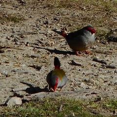 Neochmia temporalis (Red-browed Finch) at Pappinbarra, NSW - 27 Jul 2018 by jonvanbeest