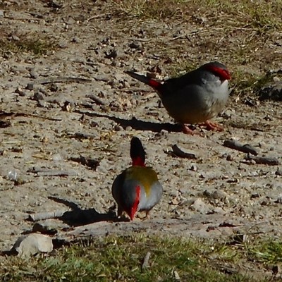 Neochmia temporalis (Red-browed Finch) at Pappinbarra, NSW - 27 Jul 2018 by jonvanbeest