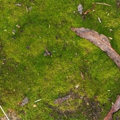 Unverified Moss, Liverwort or Hornwort at Turner, ACT - Yesterday by AlisonMilton