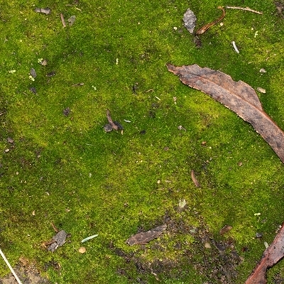 Unverified Moss, Liverwort or Hornwort at Turner, ACT - Yesterday by AlisonMilton