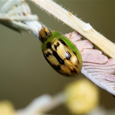 Peltoschema hamadryas (Hamadryas leaf beetle) at Turner, ACT - Yesterday by AlisonMilton