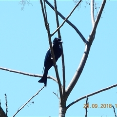Dicrurus bracteatus (Spangled Drongo) at Pappinbarra, NSW - 28 Sep 2018 by jonvanbeest