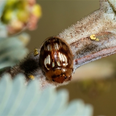 Peltoschema delicatulum (Leaf beetle) at Turner, ACT - Yesterday by AlisonMilton