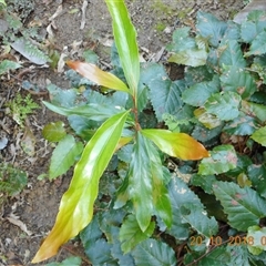 Stenocarpus salignus at Pappinbarra, NSW - 20 Oct 2018 08:56 AM