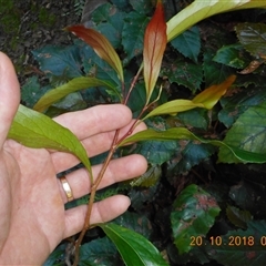 Stenocarpus salignus at Pappinbarra, NSW - 20 Oct 2018 08:56 AM
