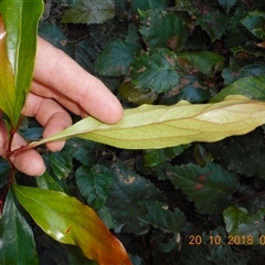 Stenocarpus salignus at Pappinbarra, NSW - 20 Oct 2018 08:56 AM