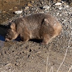 Vombatus ursinus (Bare-nosed Wombat) at Burra, NSW - Yesterday by AlisonMilton