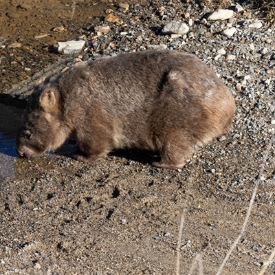 Vombatus ursinus (Bare-nosed Wombat) at Burra, NSW - Yesterday by AlisonMilton