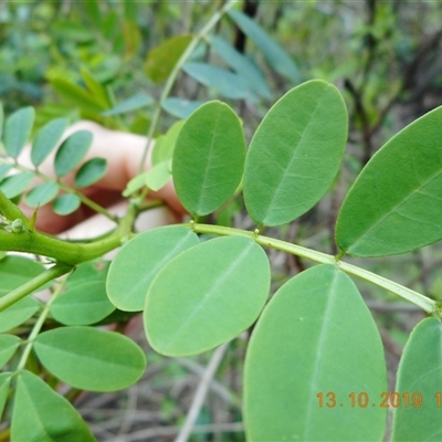 Unverified Other Shrub at Pappinbarra, NSW - 13 Oct 2019 by jonvanbeest