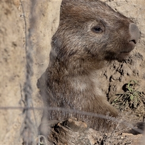Vombatus ursinus (Bare-nosed Wombat) at Burra, NSW - 29 Jun 2025 by AlisonMilton