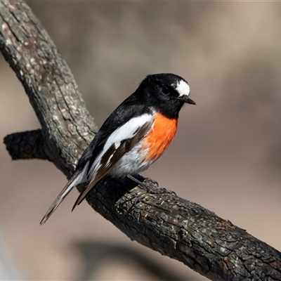 Petroica boodang at Burra, NSW - Yesterday by AlisonMilton