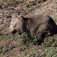 Vombatus ursinus (Bare-nosed Wombat) at Burra, NSW - Yesterday by AlisonMilton