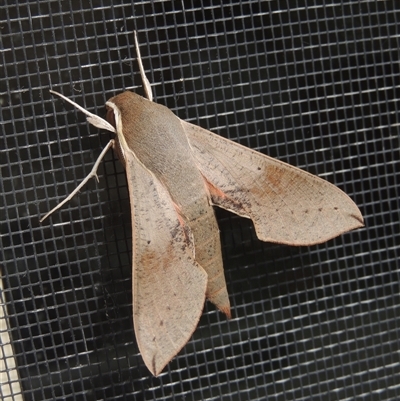 Hippotion scrofa at Conder, ACT - 5 Dec 2024 by MichaelBedingfield