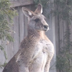 Macropus giganteus (Eastern Grey Kangaroo) at Macarthur, ACT - Today by RodDeb