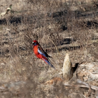 Platycercus elegans at Burra, NSW - Yesterday by AlisonMilton
