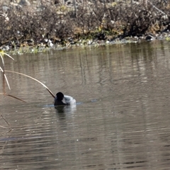 Fulica atra at Burra, NSW - Yesterday by AlisonMilton