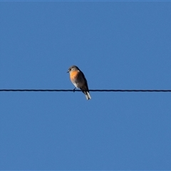 Petroica boodang at Burra, NSW - Yesterday by AlisonMilton