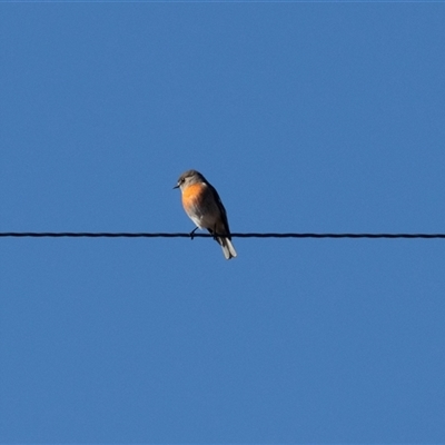 Petroica boodang at Burra, NSW - Yesterday by AlisonMilton